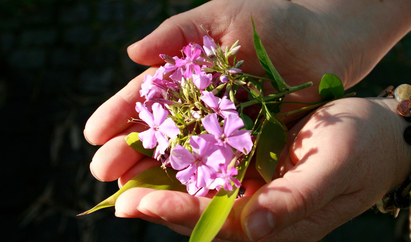 wellness 0115